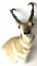 Pronghorn Shoulder Mount