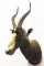 African Bontebok Antelope Shoulder Mount