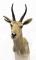 African Oribi Antelope Shoulder Mount