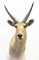 African Puku Antelope Shoulder Mount