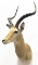 African Taxidermy Antelope Shoulder Mount