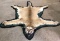 Taxidermy Mountain Lion Full Body Rug