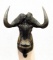 African Cape Buffalo Shoulder Mount