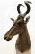 African Hartebeest Taxidermy Shoulder Mount