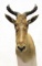 African Hartebeest Taxidermy Shoulder Mount