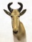 African Hartebeest Taxidermy Shoulder Mount