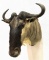 African Wildebeest Taxidermy Shoulder Mount