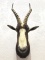 African Bontebok Taxidermy Shoulder Mount