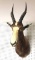 African Bontebok Taxidermy Shoulder Mount