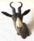 African Springbok Taxidermy Shoulder Mount