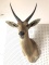 African Antelope Taxidermy Shoulder Mount