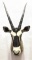 African Gemsbok Taxidermy Shoulder Mount