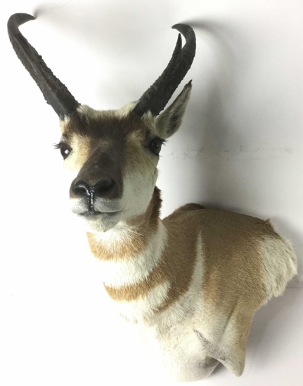 Pronghorn Shoulder Mount