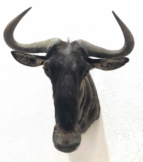 Wildebeest Taxidermy Shoulder Mount