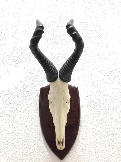 African Hartebeest Mounted Skull