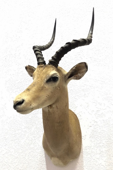 African Antelope Taxidermy Shoulder Mount