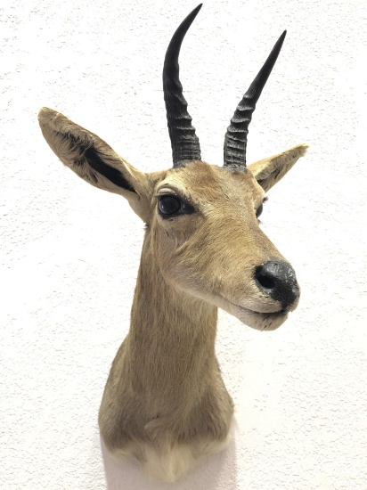 African Oribi Taxidermy Shoulder Mount