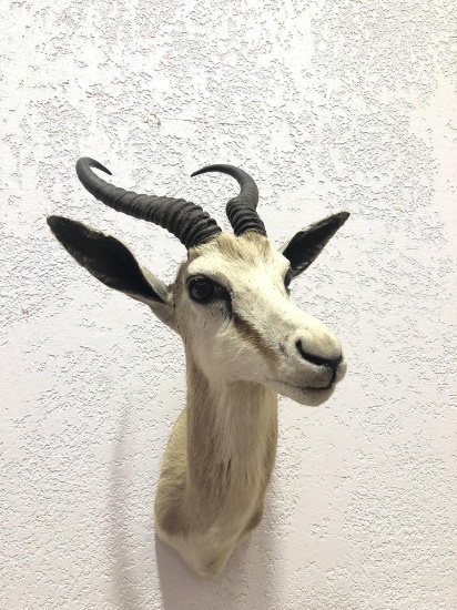 Small Taxidermy Antelope Shoulder Mount