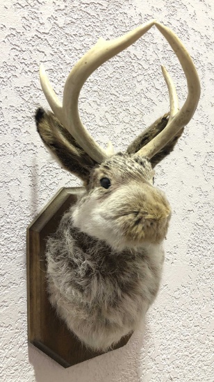 Taxidermy Jackalope Shoulder Mount