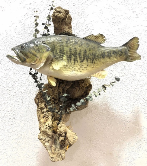 Taxidermy Large Mouth Bass Full Mount