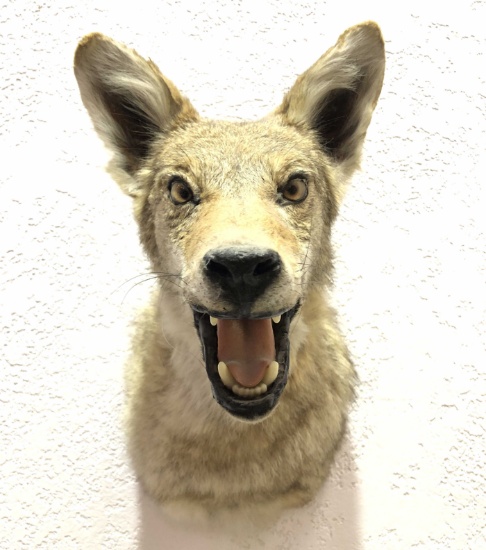 Taxidermy Coyote Shoulder Mount