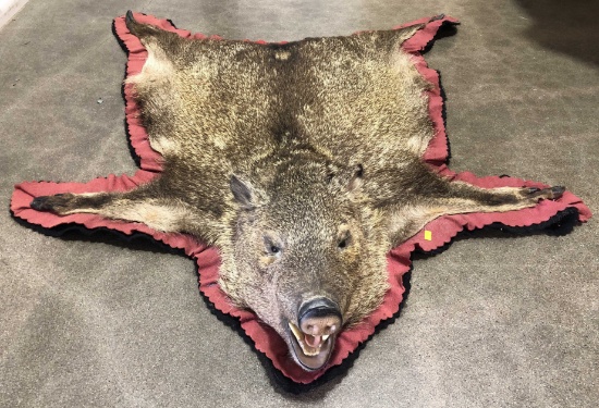 Taxidermy Javelina  Full Body Rug