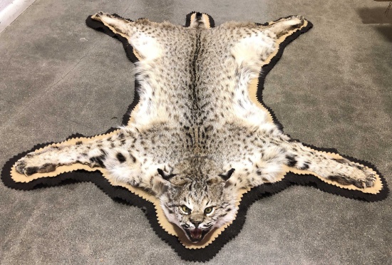 Taxidermy Full Bobcat Rug