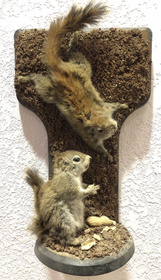 Taxidermy Squirrels Eating Nuts