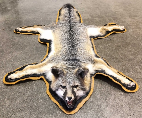 Taxidermy Grey Fox Full Body Rug