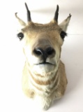 Pronghorn Shoulder Mount