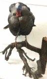 Taxidermy Wild Turkey Full Mount On Branch