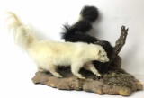 Pair Of Full Mount Taxidermy Skunks