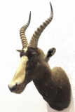 African Bontebok Antelope Shoulder Mount