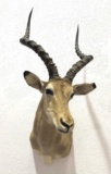 African Antelope Taxidermy Shoulder Mount