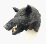 Wild Hog Taxidermy Shoulder Mount