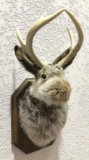 Taxidermy Jackalope Shoulder Mount