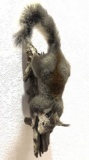Taxidermy Full Mount Squirrel On Branch
