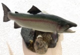 Taxidermy Salmon Full Mount Wall Hanging