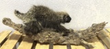 Taxidermy Porcupine Full Mount On Wood