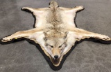 Taxidermy Coyote Full Body Rug