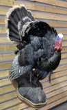 Taxidermy Turkey Full Mount