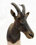 Common Tsessebe Taxidermy Shoulder Mount