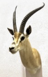 African Impala Taxidermy Shoulder Mount