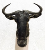 African Wildebeest Taxidermy Shoulder Mount