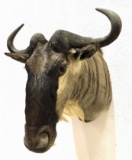 African Wildebeest Taxidermy Shoulder Mount