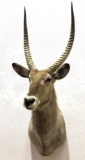 African Waterbuck Antelope Shoulder Mount