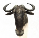 African Cape Buffalo Taxidermy Shoulder Mount