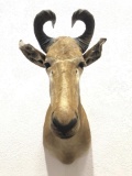 African Hartebeest Taxidermy Shoulder Mount