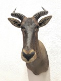 African Taxidermy Antelope Shoulder Mount