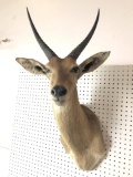 African Antelope Taxidermy Shoulder Mount